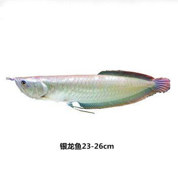 賽級金龍魚價格（賽級金龍魚的價格）