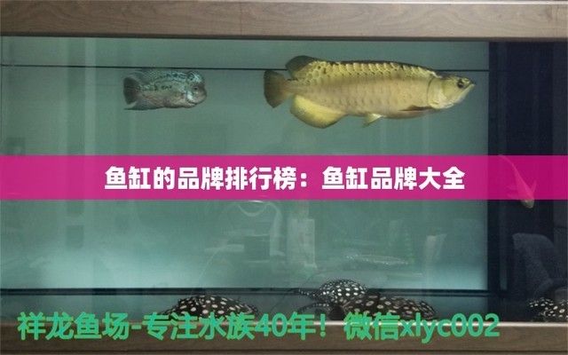 魚缸知名品牌大全（魚缸品牌性價(jià)比對(duì)比） 龍魚百科 第3張