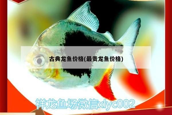 古典龍魚價格多少錢一條（古典龍魚價格走勢分析古典龍魚價格走勢分析）