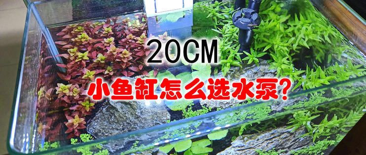 金龍魚客服熱線電話查詢（金龍魚客服的電話號(hào)碼是多少,疑問(wèn)句：我該如何應(yīng)對(duì)） 水族問(wèn)答