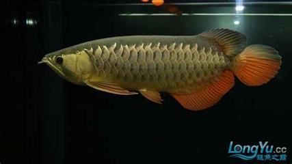 紅金龍魚價(jià)格走勢圖最新（紅色金龍魚價(jià)格走勢圖）