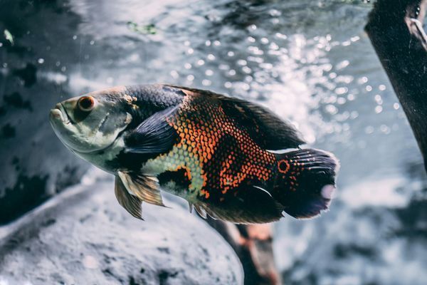 紅龍魚(yú)的顏色變化（紅龍魚(yú)的顏色變化是一個(gè)復(fù)雜且漫長(zhǎng)的過(guò)程）