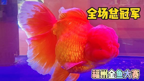 2021年龍魚比賽（2021年盤古杯世界龍魚錦標(biāo)賽總獎金高達72萬人民幣） 龍魚百科 第3張