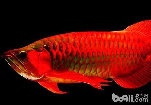 紅龍魚(yú)可以活幾年（紅龍魚(yú)的壽命在20-50年之間能活多久）