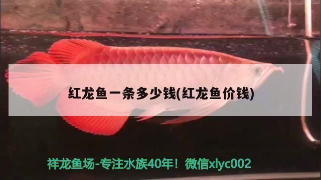 中國最貴紅龍魚7000萬（中國最貴紅龍魚7000萬價(jià)格創(chuàng)吉尼斯世界紀(jì)錄）