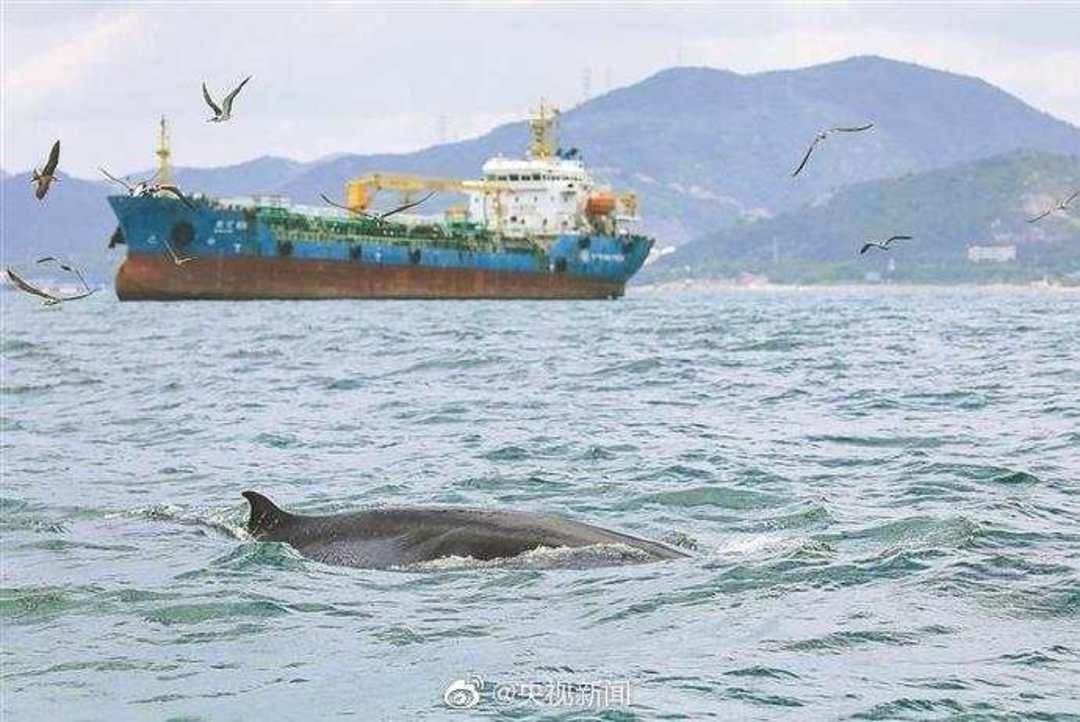 四海水族泰國貿易邀你來拼魚我親愛的雪花豹