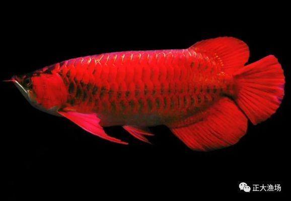 好紅龍魚(yú)的表現(xiàn)是什么（好紅龍魚(yú)的表現(xiàn)）