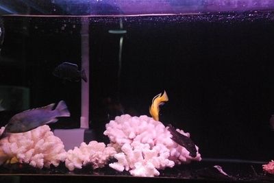 昆區(qū)友誼佳寶水族館（昆區(qū)友誼佳寶水族館昆區(qū)友誼市場南魚市）