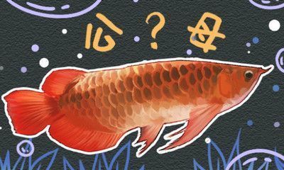 紅龍魚多大（紅龍魚成年標準差異）