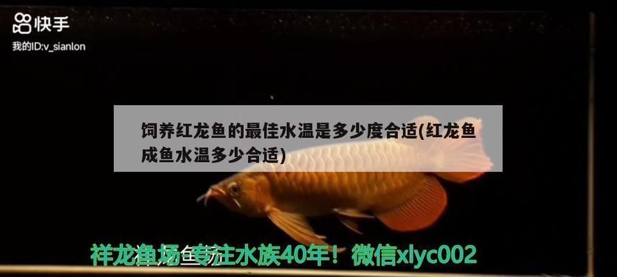 紅龍魚成魚水溫多少合適（紅龍魚成魚的最適水溫一般在28-29攝氏度之間） 龍魚百科 第4張