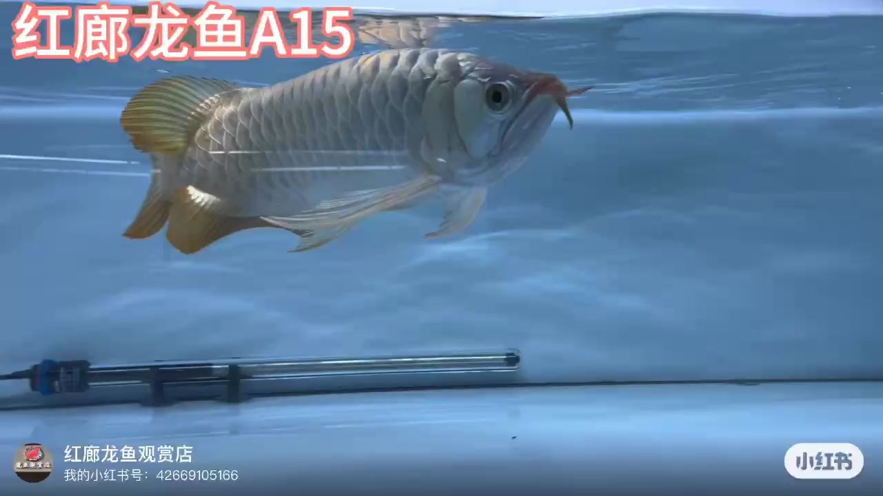 大湖紅龍（#印尼紅龍#風(fēng)水魚#大湖龍魚彎頭下掛后三鰭嘎嘎有力） 觀賞魚論壇