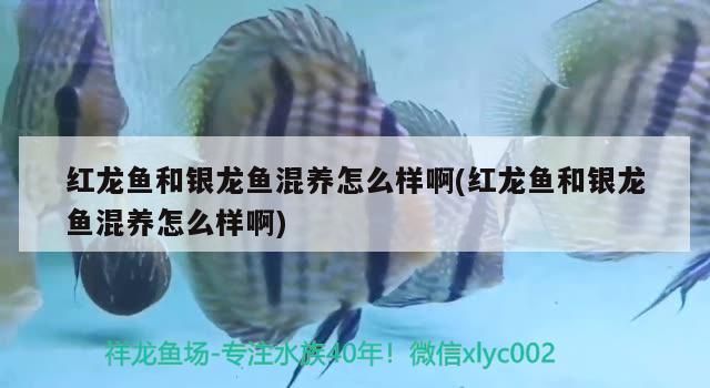 紅龍魚(yú)和銀龍魚(yú)混養(yǎng)怎么樣（混養(yǎng)龍魚(yú)的環(huán)境布置技巧,如何處理混養(yǎng)中的爭(zhēng)斗問(wèn)題）