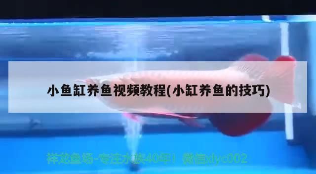 金龍魚觀賞魚市場價格（如何判斷一條金龍魚是否值得購買？） 水族問答