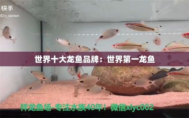 國內(nèi)龍魚經(jīng)銷商排名榜最新（國內(nèi)龍魚經(jīng)銷商排名榜）