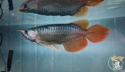 紅龍魚內(nèi)寄用什么藥（紅龍魚內(nèi)寄的治療方法） 龍魚百科 第4張