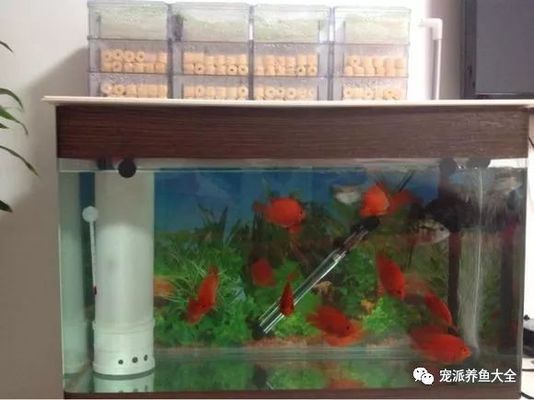 金龍魚高端品牌市場表現(xiàn)（金龍魚高端品牌在市場上的推廣策略） 水族問答