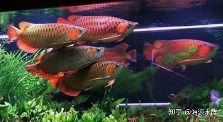 紅龍魚(yú)比金龍魚(yú)貴嗎為什么（紅龍魚(yú)與金龍魚(yú)的飼養(yǎng)技巧） 龍魚(yú)百科 第5張