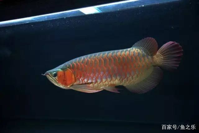 紅龍魚的分類標準是什么（如何鑒別紅龍魚品種，紅龍魚市場價格影響因素） 龍魚百科 第4張