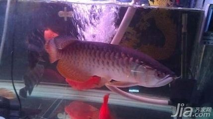 高背紅尾金龍魚多少錢（高背紅尾金龍魚,金龍魚市場價格走勢） 龍魚百科 第4張