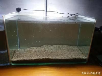 金龍魚(yú)港周末訂位攻略（金龍魚(yú)港周末訂位攻略中有哪些優(yōu)惠活動(dòng)或折扣信息） 水族問(wèn)答