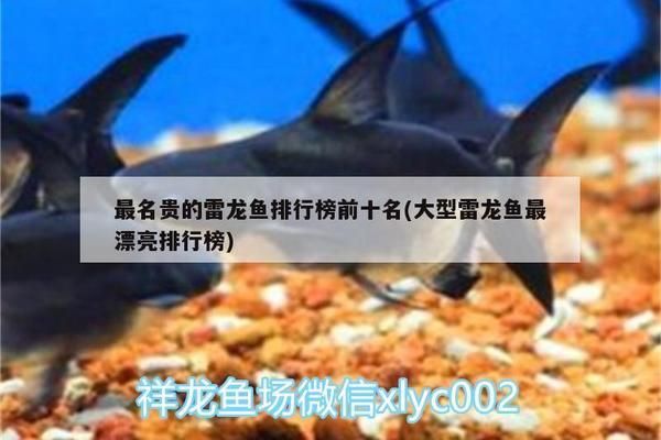 大型雷龍魚最漂亮排行榜（大型雷龍魚中最漂亮的品種排名，雷龍魚性格特點(diǎn)解析）