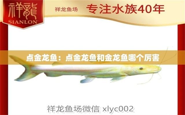 點(diǎn)金龍魚(yú)和銀龍哪個(gè)好（點(diǎn)金龍魚(yú)與銀龍魚(yú)各有優(yōu)劣，選擇哪一種更好）