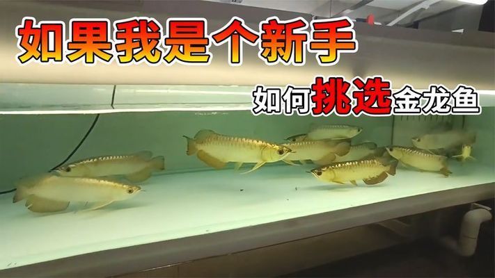 怎樣選金龍魚（挑選金龍魚時(shí)了解其特征和注意事項(xiàng)是非常重要的）