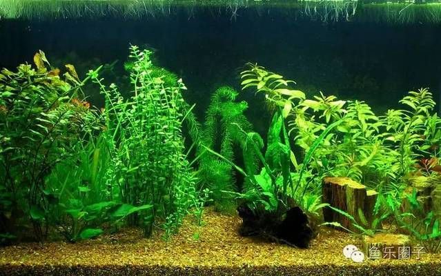 金龍魚發(fā)色最佳飼料搭配 水族問答