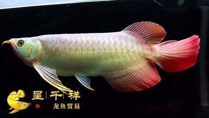 紅龍魚麻藥下多了會(huì)死么嗎（紅龍魚在麻藥使用過量的情況下確實(shí)有可能導(dǎo)致死亡） 龍魚百科 第1張