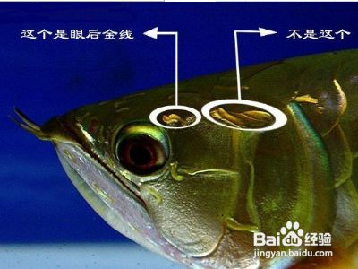 金龍魚品級劃分（金龍魚的品品級劃分） 龍魚百科 第1張