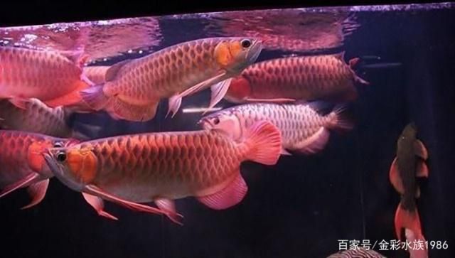 和龍魚一起養(yǎng)（與龍魚一起養(yǎng)殖的魚類） 龍魚百科 第5張