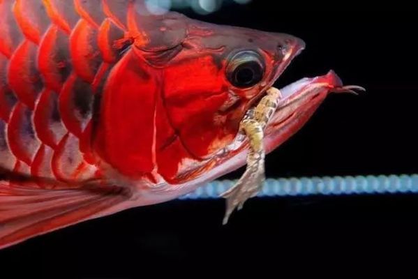 紅龍魚對魚缸的要求（紅龍魚飼養(yǎng)指南,紅龍魚飼料選擇指南）