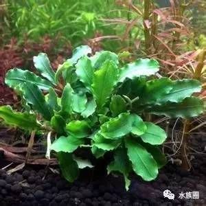 金龍魚調和油不同規(guī)格保質期（金龍魚調和油保質期是多久？） 水族問答