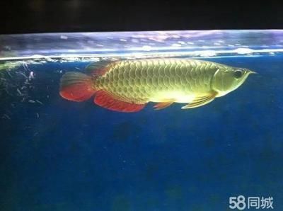 短身龍魚（如何鑒別純種短身龍魚，短身龍魚飼養(yǎng)常見誤區(qū)） 龍魚百科 第4張