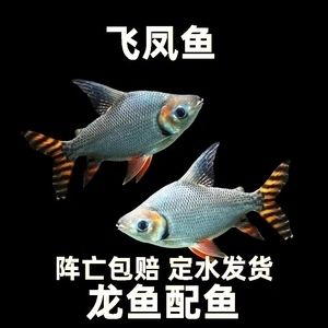 短身龍魚（如何鑒別純種短身龍魚，短身龍魚飼養(yǎng)常見誤區(qū)）