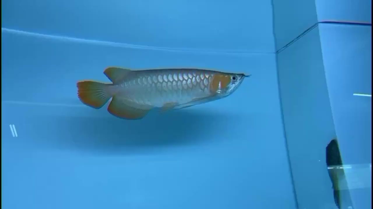 天津水族館亮如鏡 古典過背金龍魚 第1張