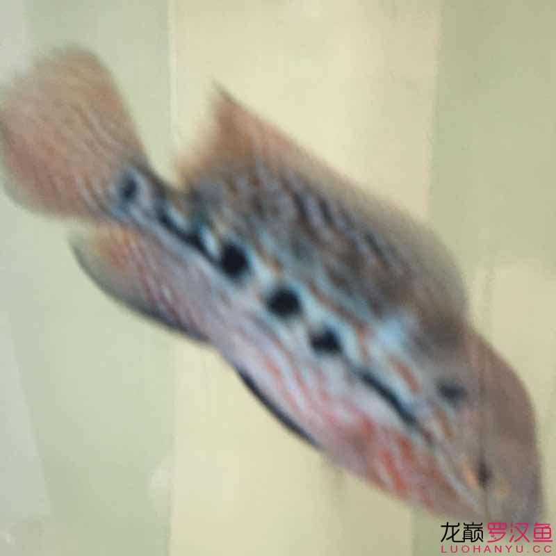 贏明峰水族菩提飼料小苗初長成夢想中的羅漢