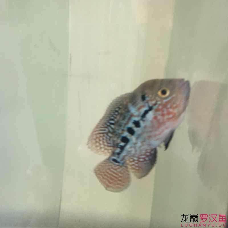 贏明峰水族菩提飼料小苗初長成夢想中的羅漢 哥倫比亞巨暴魚苗 第5張