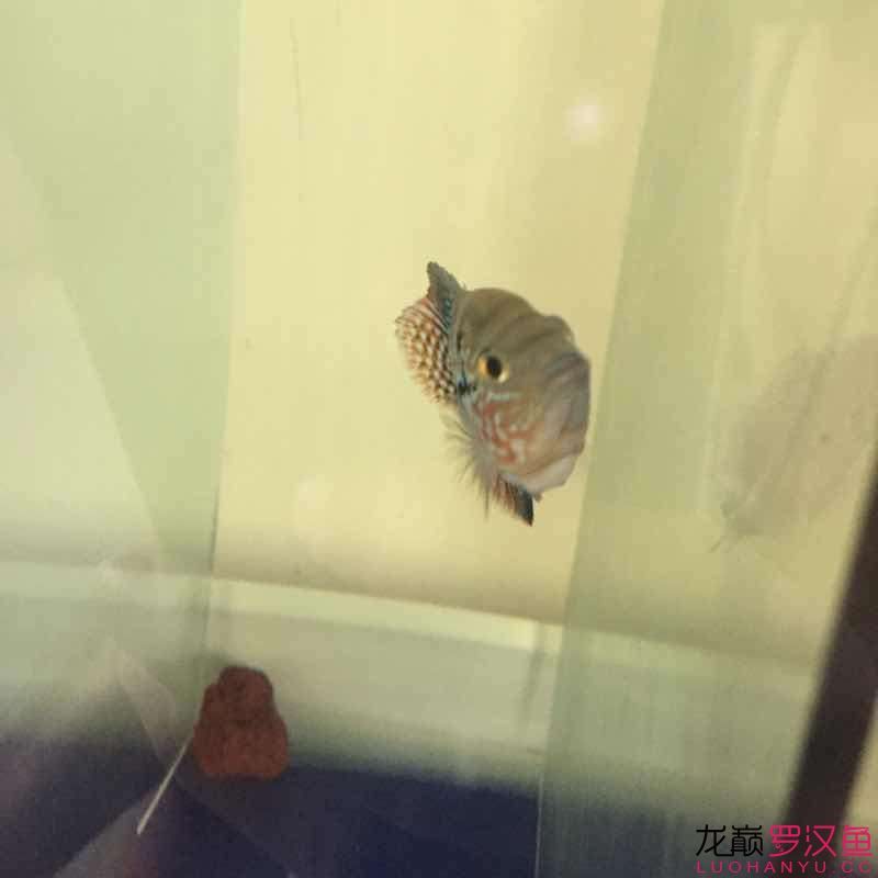 贏明峰水族菩提飼料小苗初長成夢想中的羅漢 哥倫比亞巨暴魚苗 第8張