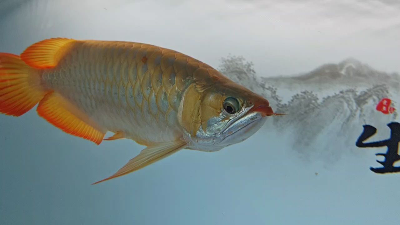 肯定飽了[haha]（養(yǎng)魚(yú)飽了嗎？） 觀賞魚(yú)論壇 第1張