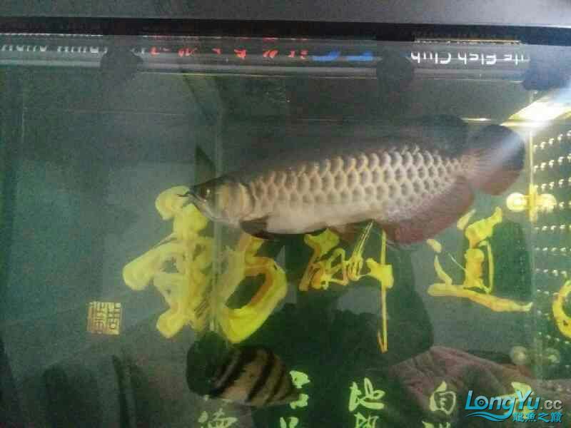 高背也可以 黃金貓魚百科 第5張