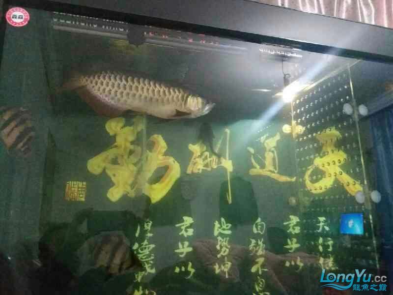 高背也可以 黃金貓魚百科 第6張