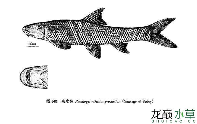 泉水魚不是泉水里的魚 玫瑰銀版魚 第5張