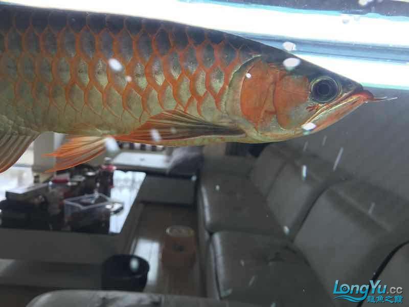 通遼觀賞魚市場僅加紅色或金色 觀賞魚市場（混養(yǎng)魚） 第6張