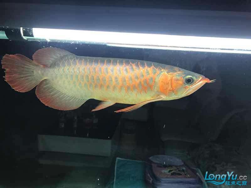 通遼觀賞魚市場僅加紅色或金色 觀賞魚市場（混養(yǎng)魚） 第7張