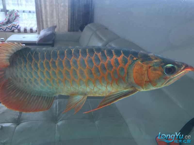 通遼觀賞魚市場僅加紅色或金色 觀賞魚市場（混養(yǎng)魚） 第9張