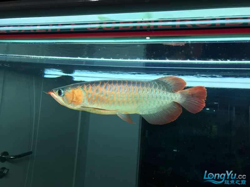 通遼觀賞魚市場僅加紅色或金色 觀賞魚市場（混養(yǎng)魚） 第8張