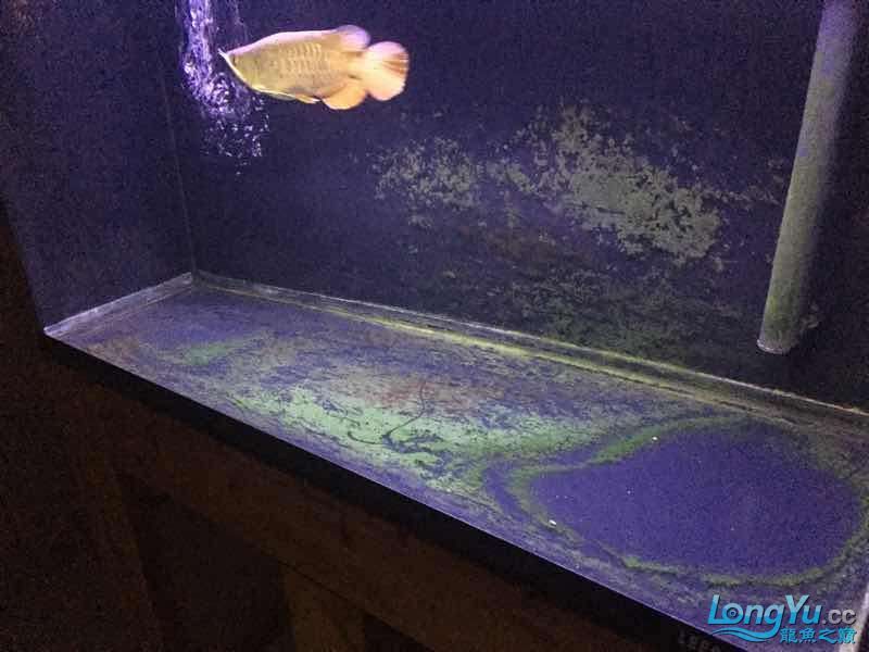 七臺(tái)河水族館高背一條