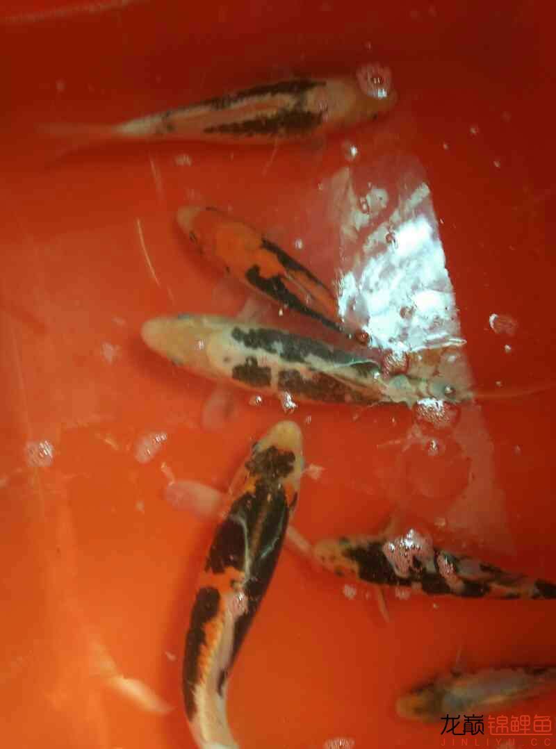 我的小九組 成吉思汗鯊（球鯊）魚 第5張