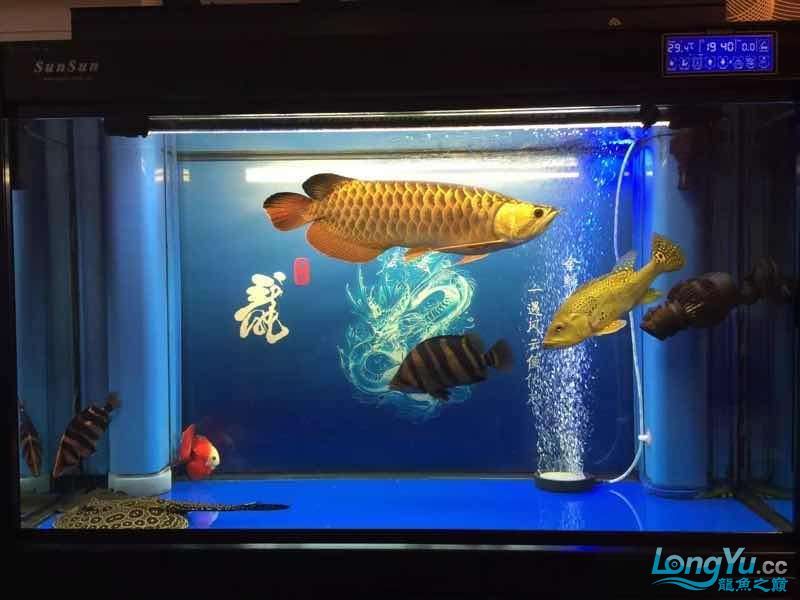 昌都水族館我的金龍得了白點病